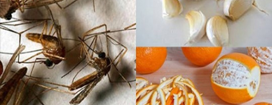 Mẹo hay giúp xua đuổi muỗi trong những ngày mưa có thể bạn chưa biết