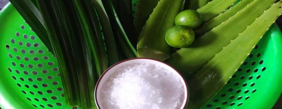 Cách nấu nước nha đam “giải nhiệt” thơm ngon, bổ dưỡng