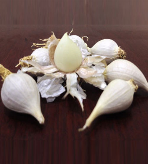 Tỏi Cô Đơn - Lý Sơn Quảng Ngãi