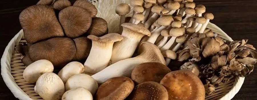 Những lưu ý ‘sống còn’ khi ăn nấm, nhớ cho kỹ kẻo ngộ độc chết người