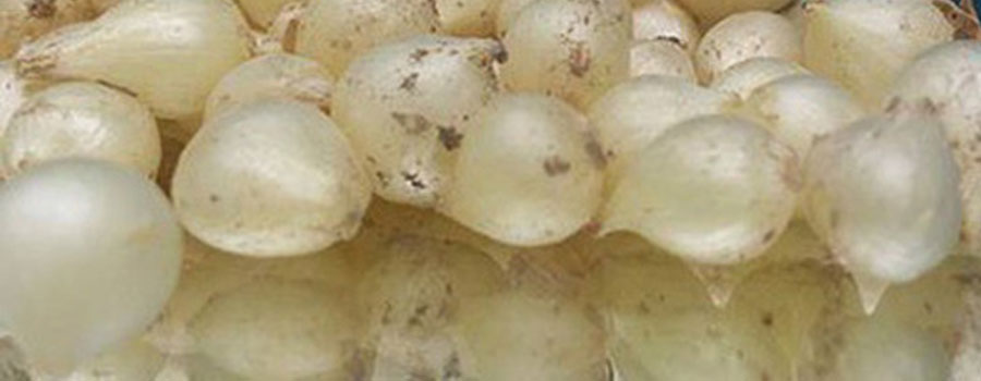 Gia vị củ nén trong bữa ăn người Quảng