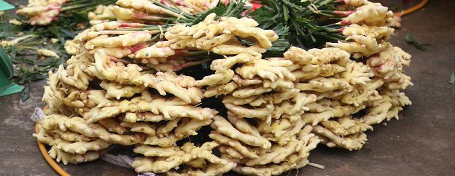 Nông dân Quảng Ngãi phấn khởi thu hoạch vụ gừng Tết