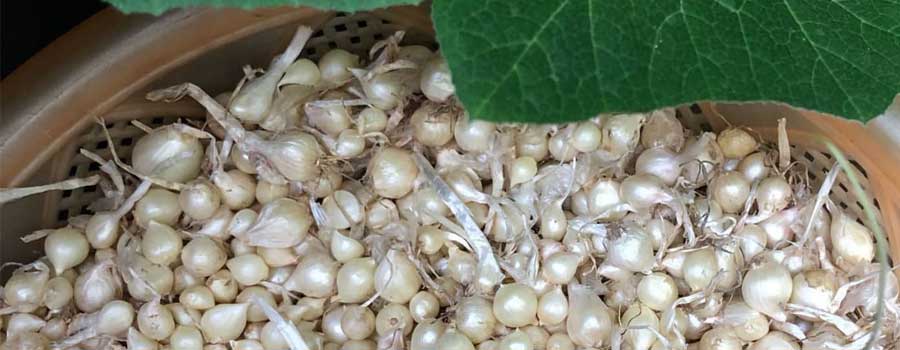 Nén là củ gì mà gia đình nào ở miền Trung cũng không thể thiếu