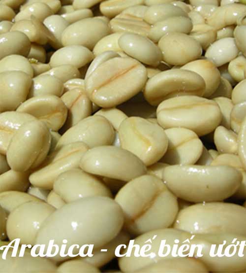 Cà phê, Arabica, hạt, rang mộc, chế biến ướt